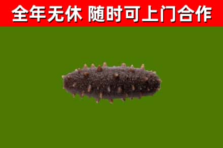武强县烟酒回收干海参.jpg